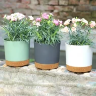 Self Watering Flower Pots 2